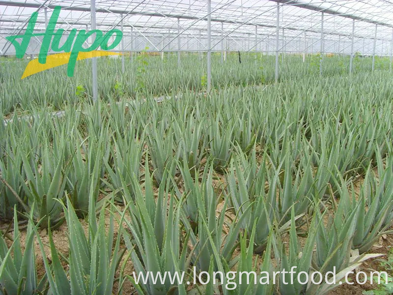 International Low Calorie Lemon Black Tea Flavour Tea Drink